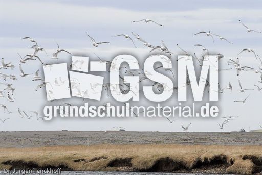 Dreizehenmöve (10 von 10).jpg